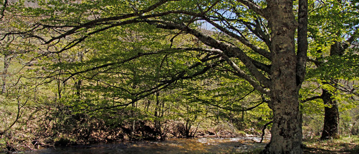 Visita al Hayedo de Montejo